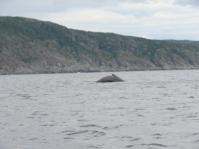 A hump-back whale, just off Pilier.